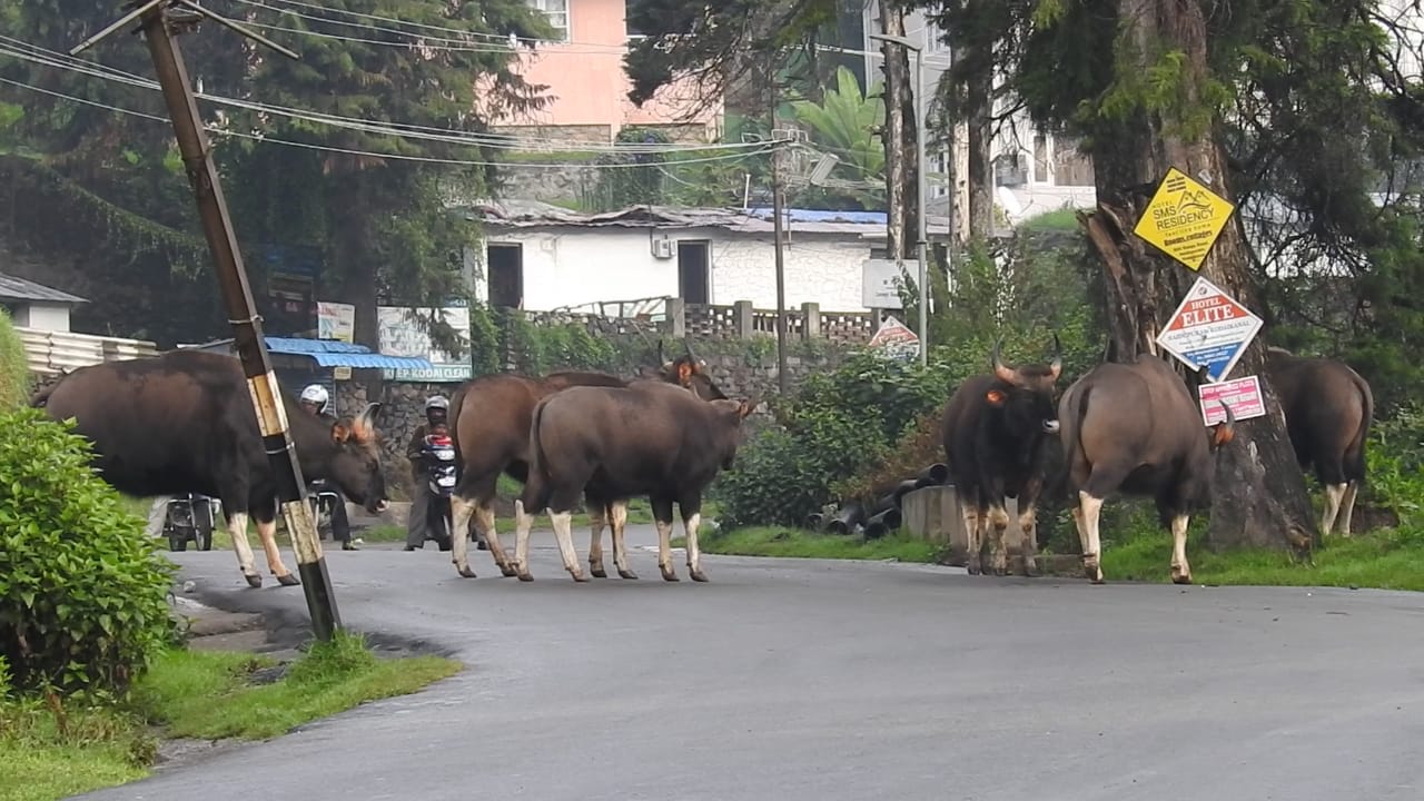  காட்டுமாடுகள் எண்ணிக்கை கொடைக்கானல் மலைப்பகுதிகளில் அதிகம் உள்ளநிலையில், இவை கொடைக்கானல் நகரின் பிரதான சாலைகளான அண்ணாசாலை, கான்வென்ட்ரோடு, பேருந்துநிலையம் போன்ற பகுதிகளில் உலாவருவது தினமும் நடைபெறுகிறது.