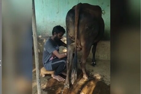 ஊரடங்கு நாட்கள் - பால் கறக்கும் பணியில் மாஸ்டர் பட நடிகர் ஊரடங்கு நாட்கள் - பால் கறக்கும் பணியில் மாஸ்டர் பட நடிகர்