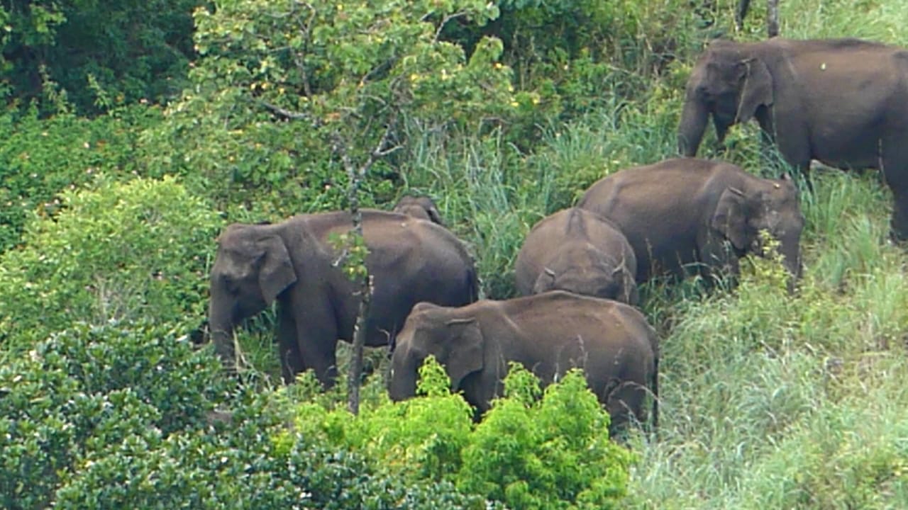  இந்நிலையில் 10 க்கும் மேற்பட்ட காட்டு யானைகள் கொண்ட கூட்டம் புலியூர்  பகுதியில் உள்ள தனியார் காடுகளிலும் , விவசாய தோட்டங்களிலும்  முகாமிட்டுள்ளது,