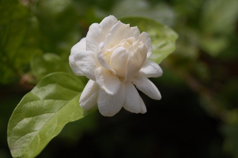 மல்லிகை எண்ணெய்யின் மணம் மன அழுத்தத்தை குறைக்க உதவுமாம். ஆழ்ந்த தூக்கத்தையும் வரவழைக்கும். எனவே தூங்கும் முன் கொஞ்சம் கைகளிலோ அல்லது மல்லிகை எண்ணெய் விளக்கு ஏற்றி வைத்து அந்த வாசனையை வீடு முழுவதும் பரப்பினால் நன்மைகள் கிடைக்கும். மல்லிகை எண்ணெய்யின் மணம் மன அழுத்தத்தை குறைக்க உதவுமாம். ஆழ்ந்த தூக்கத்தையும் வரவழைக்கும். எனவே தூங்கும் முன் கொஞ்சம் கைகளிலோ அல்லது மல்லிகை எண்ணெய் விளக்கு ஏற்றி வைத்து அந்த வாசனையை வீடு முழுவதும் பரப்பினால் நன்மைகள் கிடைக்கும்.