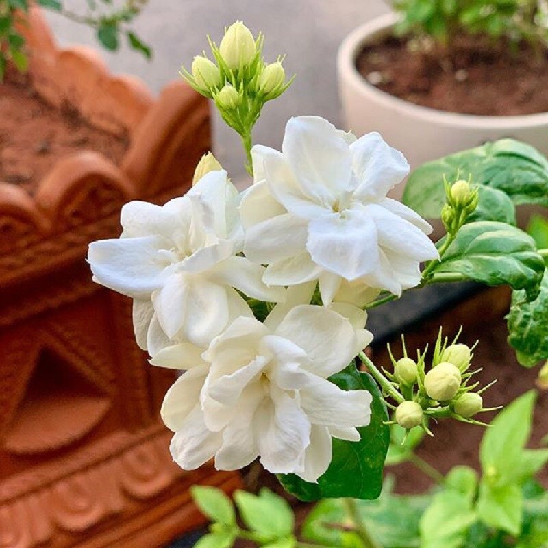 பால் கொடுக்கும் தாய்மார்களுக்கு தாய்ப்பால் கட்டிக்கொண்டால் மல்லிகைப் பூவை அரைத்து அதை மார்பகங்களில் பத்து போட்டால் உடனே பால் கரைந்து வெளியேறிவிடும். பால் கொடுக்கும் தாய்மார்களுக்கு தாய்ப்பால் கட்டிக்கொண்டால் மல்லிகைப் பூவை அரைத்து அதை மார்பகங்களில் பத்து போட்டால் உடனே பால் கரைந்து வெளியேறிவிடும்.