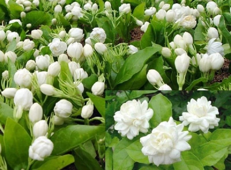 பெண்களுக்கு கருப்பைப் பிரச்னைகள், கருப்பை வலுபெறவும் மல்லிகைப் பொடியை தேனில் குழைத்து சாப்பிடலாம். மாதவிடாய் சீராக வருவதற்கும் மல்லிகைப் பூ உதவும். பெண்களுக்கு கருப்பைப் பிரச்னைகள், கருப்பை வலுபெறவும் மல்லிகைப் பொடியை தேனில் குழைத்து சாப்பிடலாம். மாதவிடாய் சீராக வருவதற்கும் மல்லிகைப் பூ உதவும்.