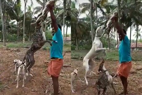 முயலின் உடலை நாய்களுக்கு போட்டு டிக்டாக் வீடியோ எடுத்த 3 இளைஞர்களுக்கு அபராதம் முயலின் உடலை நாய்களுக்கு போட்டு டிக்டாக் வீடியோ எடுத்த 3 இளைஞர்களுக்கு அபராதம்