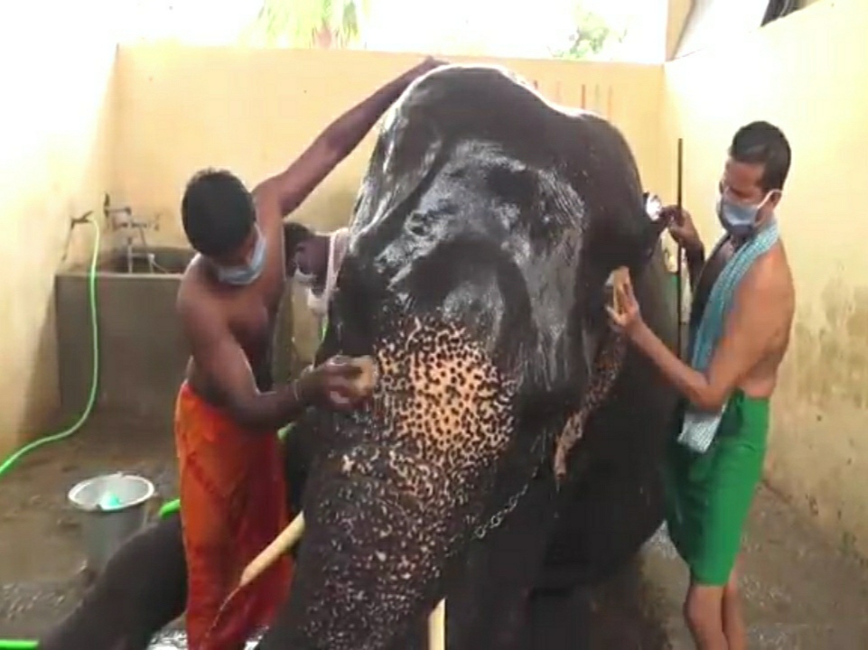  தற்போது கத்திரி வெயிலில் துவங்கியுள்ள நிலையில் கோவில் யானைக்கு 3 வேளையும் ஷவர் குளியலுக்கு கோயில் நிர்வாகம் ஏற்பாடு செய்துள்ளது.