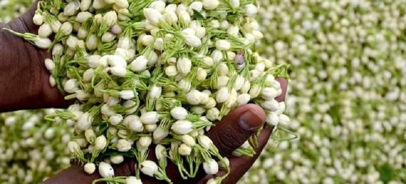 மல்லிகைப் பூக்களை சாப்பிடுவதால் நோய் எதிர்ப்பு சக்தி, சளி, மூக்கடைப்பு, மூச்சுத் திணறல், போன்ற பிரச்னைகளும் வராதாம். மல்லிகைப் பூக்களை சாப்பிடுவதால் நோய் எதிர்ப்பு சக்தி, சளி, மூக்கடைப்பு, மூச்சுத் திணறல், போன்ற பிரச்னைகளும் வராதாம்.