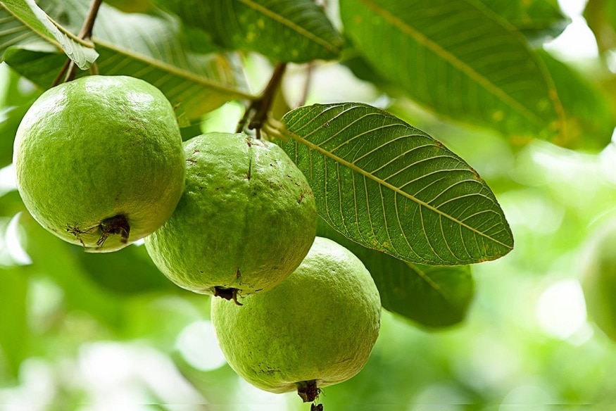 கொய்யா இலை கிடைத்தால் அதை மென்று அதன் சாறை பல்லில் படும்படி அப்படியே வைத்திருந்தாலும் குறையும் அல்லது கொய்யா இலைகளை தண்ணீரில் கொதிக்க வைத்து உப்பு கலந்து கொப்பளித்தாலும் குறையும். கொய்யா இலை கிடைத்தால் அதை மென்று அதன் சாறை பல்லில் படும்படி அப்படியே வைத்திருந்தாலும் குறையும் அல்லது கொய்யா இலைகளை தண்ணீரில் கொதிக்க வைத்து உப்பு கலந்து கொப்பளித்தாலும் குறையும்.