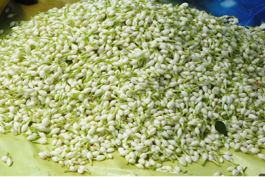 மல்லிகை பூ கோடைக்காலத்தில் பத்து ரூபாய்கே முழம் முழமாகக் கிடைக்கக் கூடியது. அதை தலையில் சூடிக்கொள்ளவும், தெய்வ வழிபாட்டிற்கு மட்டுமே பயன்படுத்தும் பலருக்கும் அதில் மருத்துவ குணங்களும் உள்ளன என்பது தெரியுமா..? மல்லிகை பூ கோடைக்காலத்தில் பத்து ரூபாய்கே முழம் முழமாகக் கிடைக்கக் கூடியது. அதை தலையில் சூடிக்கொள்ளவும், தெய்வ வழிபாட்டிற்கு மட்டுமே பயன்படுத்தும் பலருக்கும் அதில் மருத்துவ குணங்களும் உள்ளன என்பது தெரியுமா..?