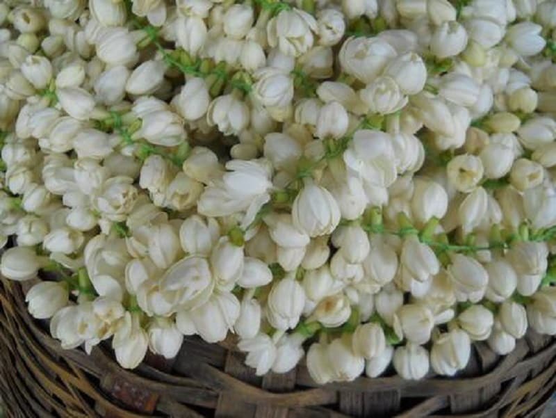 மல்லிகைப் பூவை நிழலில் காய வைத்து அதை பொடியாக்கி வெந்நீரில் கலந்து குடித்தால் சிறுநீரகக் கல் கரையும். அதோடு நீர் சுருக்கு, சிறுநீர் பாதையில் எரிச்சல் இருந்தாலும் குணமாகும். மல்லிகைப் பூவை நிழலில் காய வைத்து அதை பொடியாக்கி வெந்நீரில் கலந்து குடித்தால் சிறுநீரகக் கல் கரையும். அதோடு நீர் சுருக்கு, சிறுநீர் பாதையில் எரிச்சல் இருந்தாலும் குணமாகும்.