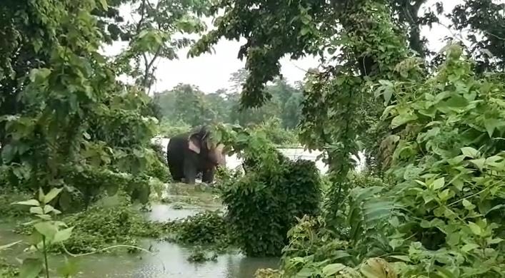  சூழ்ந்து கிடக்கும் வெள்ளநீரில் எங்கு செல்வது என தெரியாமல் திகைத்து நிற்கும் யானை
