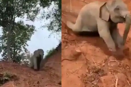 உருவம் பெரிதானாலும் வயதில் குழந்தைதான்...சறுக்கி விளையாடும் யானை குட்டி - வைரல் வீடியோ உருவம் பெரிதானாலும் வயதில் குழந்தைதான்...சறுக்கி விளையாடும் யானை குட்டி - வைரல் வீடியோ