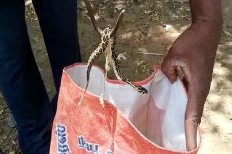 கோவையில் பிடிபட்ட அதிக நச்சுத்தன்மை கொண்ட பாம்பு - அடுத்தடுத்து 35 குட்டிகளை ஈன்றது கோவையில் பிடிபட்ட அதிக நச்சுத்தன்மை கொண்ட பாம்பு - அடுத்தடுத்து 35 குட்டிகளை ஈன்றது