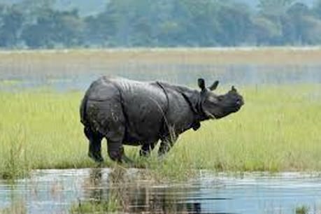 வேட்டைக்காரர்களிடமிருந்து காப்பாற்ற 100 காண்டாமிருகங்களின் கொம்புகள் அகற்றம் வேட்டைக்காரர்களிடமிருந்து காப்பாற்ற 100 காண்டாமிருகங்களின் கொம்புகள் அகற்றம்