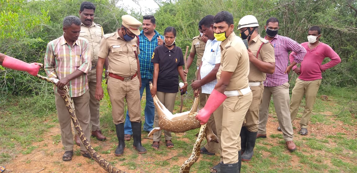 இந்நிலையில் பிள்ளையார்பட்டியில் இருந்து குன்றக்குடி செல்லும் வழியில் குபேரர் கோயில் அருகே மலைபாம்பு ஒன்று புள்ளிமான் குட்டியை பிடித்து இறுக்கி கொண்டிருந்தது. இந்நிலையில் பிள்ளையார்பட்டியில் இருந்து குன்றக்குடி செல்லும் வழியில் குபேரர் கோயில் அருகே மலைபாம்பு ஒன்று புள்ளிமான் குட்டியை பிடித்து இறுக்கி கொண்டிருந்தது.