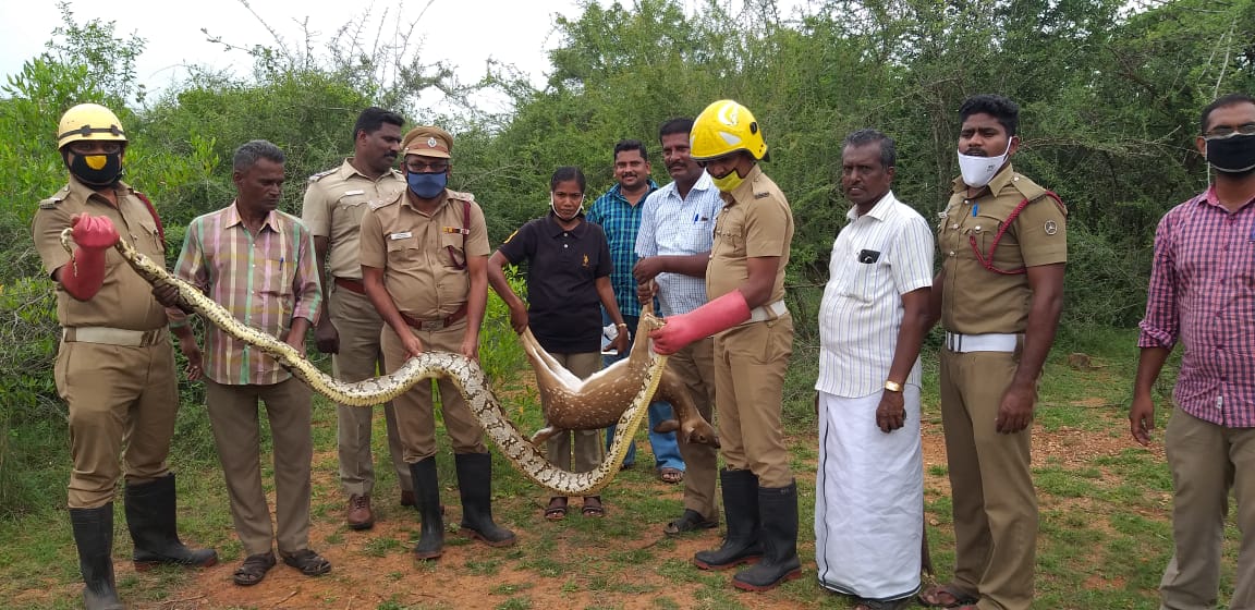விரைந்து வந்த தீயணைப்புத்துறையினர் மற்றும் போலீஸார் மலைப்பாம்பிடமிருந்து மான் குட்டியை மீட்டனர். ஆனால் அதற்கு முன்பே பாம்பு இறுக்கியதில் 9 மாதமே ஆன பெண் மான்குட்டி இறந்தது. விரைந்து வந்த தீயணைப்புத்துறையினர் மற்றும் போலீஸார் மலைப்பாம்பிடமிருந்து மான் குட்டியை மீட்டனர். ஆனால் அதற்கு முன்பே பாம்பு இறுக்கியதில் 9 மாதமே ஆன பெண் மான்குட்டி இறந்தது.