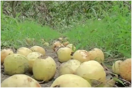 வாங்க ஆளில்லாமல் பழுத்து வீணாகும் கொய்யாப் பழங்கள் - புதுச்சேரி விவசாயிகள் வேதனை வாங்க ஆளில்லாமல் பழுத்து வீணாகும் கொய்யாப் பழங்கள் - புதுச்சேரி விவசாயிகள் வேதனை