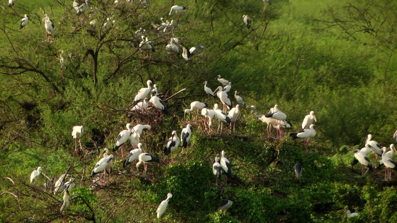 இதுவரை பாம்புதாரா, நத்தை கொக்கி நாரை, மார்கழியன், கருநீல அரிவாள் மூக்கன் உள்ளிட்ட 10 வகையான பறவைகள் வருகை தந்து முட்டையிடுவதற்கு தற்போது கூடுகட்டுகிறது. இதுவரை பாம்புதாரா, நத்தை கொக்கி நாரை, மார்கழியன், கருநீல அரிவாள் மூக்கன் உள்ளிட்ட 10 வகையான பறவைகள் வருகை தந்து முட்டையிடுவதற்கு தற்போது கூடுகட்டுகிறது.