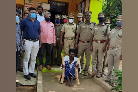 கிருஷ்ணகிரியில் இறந்த யானையின் உடலில் தந்தம் திருடியவர் கைது கிருஷ்ணகிரியில் இறந்த யானையின் உடலில் தந்தம் திருடியவர் கைது