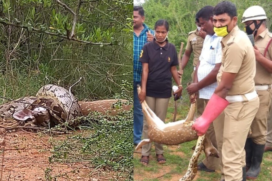 சிவகங்கை மாவட்டம் காரைக்குடி அருகே பிள்ளையார்பட்டி, குன்றக்குடி பகுதியில் ஏராளமான புள்ளிமான்கள், மலைப்பாம்புகள் உள்ளன. சிவகங்கை மாவட்டம் காரைக்குடி அருகே பிள்ளையார்பட்டி, குன்றக்குடி பகுதியில் ஏராளமான புள்ளிமான்கள், மலைப்பாம்புகள் உள்ளன.