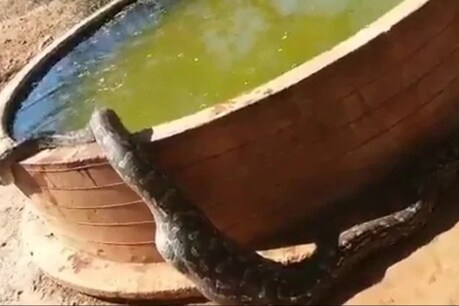 இரையை விழுங்கிய பின் உடலை குளிர்விக்க மலைப்பாம்பு செய்த செயல் - வைரல் வீடியோ இரையை விழுங்கிய பின் உடலை குளிர்விக்க மலைப்பாம்பு செய்த செயல் - வைரல் வீடியோ