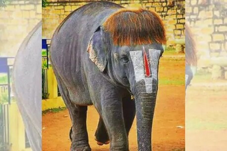 'பாப்-கட்' செங்கமலம்... வித்தியாசமான ஹேர்ஸ்டைலால் கவனம்பெறும் மன்னார்குடி கோவில் யானை 'பாப்-கட்' செங்கமலம்... வித்தியாசமான ஹேர்ஸ்டைலால் கவனம்பெறும் மன்னார்குடி கோவில் யானை