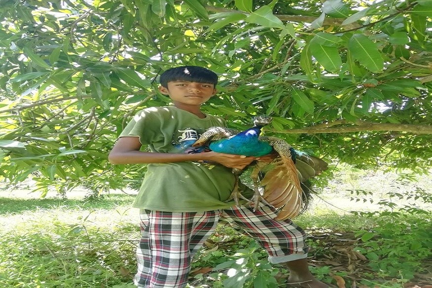 சீர்காழி அடுத்த வைத்தீஸ்வரன்கோயில் பகுதியை சேர்ந்தவர் சண்முகம் இவரது மகன் விஷால் 8ஆம் வகுப்பு படித்து வரும் சிறுவன் பள்ளி விடுமுறை என்பதால் திருக்கருக்காவூர் கிராமத்தில் உள்ள தனது அத்தை வீட்டிற்கு சென்றுள்ளான். அங்கு உள்ள மாந்தோட்டம், கத்திரிதோட்டத்தில் தினந்தோறும் தனது மாமாவிற்கு உதவியாக தோட்டபயிர்களை தண்ணீர் ஊற்றி கவனித்து வந்துள்ளான். சீர்காழி அடுத்த வைத்தீஸ்வரன்கோயில் பகுதியை சேர்ந்தவர் சண்முகம் இவரது மகன் விஷால் 8ஆம் வகுப்பு படித்து வரும் சிறுவன் பள்ளி விடுமுறை என்பதால் திருக்கருக்காவூர் கிராமத்தில் உள்ள தனது அத்தை வீட்டிற்கு சென்றுள்ளான். அங்கு உள்ள மாந்தோட்டம், கத்திரிதோட்டத்தில் தினந்தோறும் தனது மாமாவிற்கு உதவியாக தோட்டபயிர்களை தண்ணீர் ஊற்றி கவனித்து வந்துள்ளான்.