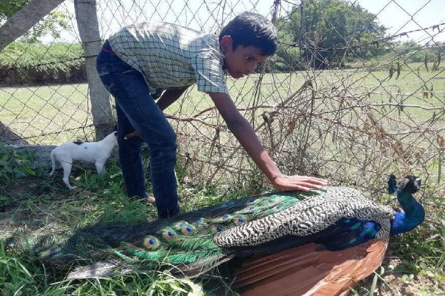 இந்நிலையில் திங்கள்கிழமை அதிகாலை தோட்டத்து வேலி அருகே ஒரு ஆண் மயில் பறக்கமுடியாமல் தத்தளித்ததை பார்த்த சிறுவன் விஷால் அதன்அருகே சென்றான். அப்போது அந்த மயில் வேலியில் சிக்கி தவிப்பதை பார்த்ததும் உடனடியாக முள்வேலியை அகற்றி மயிலை மீட்டு காலில் ஏற்பட்ட காயத்திற்கு மஞ்சள் தடவி அதற்கு முதலுதவி அளித்துள்ளான். இந்நிலையில் திங்கள்கிழமை அதிகாலை தோட்டத்து வேலி அருகே ஒரு ஆண் மயில் பறக்கமுடியாமல் தத்தளித்ததை பார்த்த சிறுவன் விஷால் அதன்அருகே சென்றான். அப்போது அந்த மயில் வேலியில் சிக்கி தவிப்பதை பார்த்ததும் உடனடியாக முள்வேலியை அகற்றி மயிலை மீட்டு காலில் ஏற்பட்ட காயத்திற்கு மஞ்சள் தடவி அதற்கு முதலுதவி அளித்துள்ளான்.