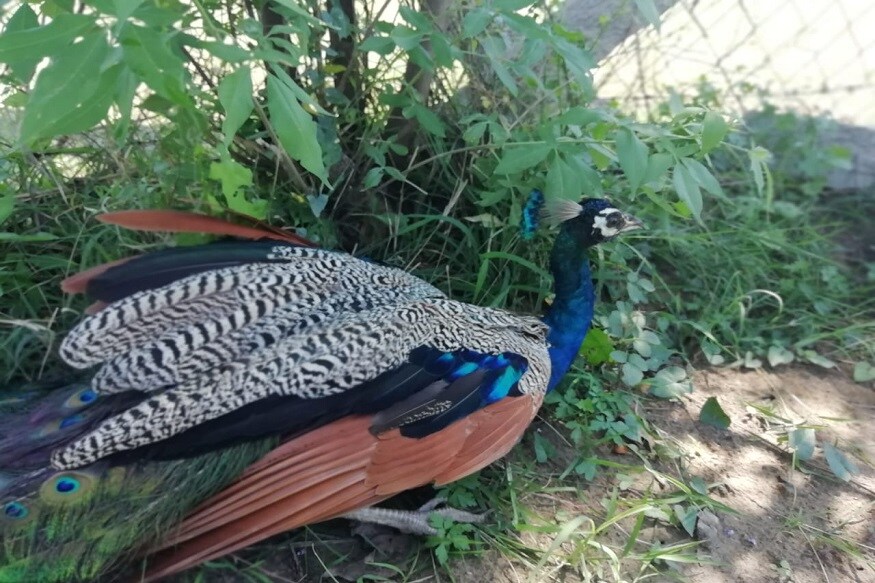 பின்னர் மயிலுக்கு தண்ணீர், சோளம், நெல் ஆகிய உணவு தாணியங்களை வழங்கியதுடன் பரிவுடன் வீட்டு தோட்டத்தில் வைத்து அதனைப் பாதுகாத்து உள்ளான். இதனை தனது மாமா ஜெயபாலிடம் கூறியுள்ளான். இது குறித்து அவர் சீர்காழி வனத்துறையினருக்கு தகவல் அளித்துள்ளார். பின்னர் மயிலுக்கு தண்ணீர், சோளம், நெல் ஆகிய உணவு தாணியங்களை வழங்கியதுடன் பரிவுடன் வீட்டு தோட்டத்தில் வைத்து அதனைப் பாதுகாத்து உள்ளான். இதனை தனது மாமா ஜெயபாலிடம் கூறியுள்ளான். இது குறித்து அவர் சீர்காழி வனத்துறையினருக்கு தகவல் அளித்துள்ளார்.