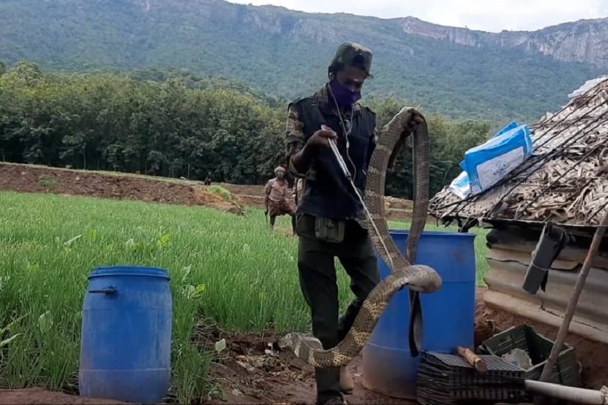 வனச்சரகர் ஆரோக்கியசாமி தலைமையில் அங்கு சென்ற வனதுறையினர் பாம்பு பிடிக்கும் நபர்கள் உதவியுடன் விவசாய நிலத்தில் இருந்த 15 அடி நீளமுள்ள பெண் ராஜநாகத்தை பத்திரமாக மீட்டனர். வனச்சரகர் ஆரோக்கியசாமி தலைமையில் அங்கு சென்ற வனதுறையினர் பாம்பு பிடிக்கும் நபர்கள் உதவியுடன் விவசாய நிலத்தில் இருந்த 15 அடி நீளமுள்ள பெண் ராஜநாகத்தை பத்திரமாக மீட்டனர்.