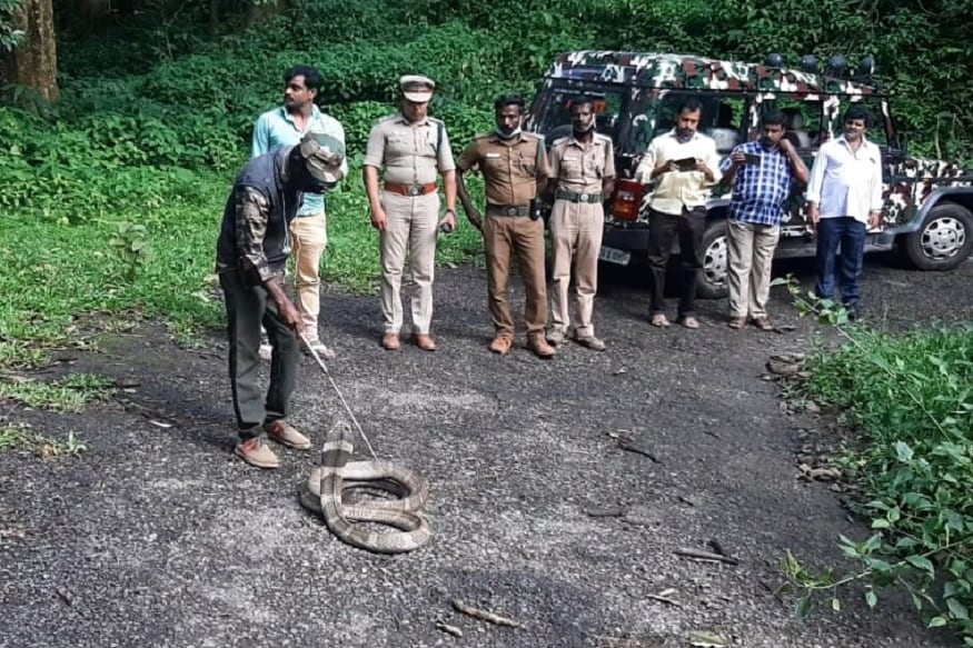 பிடிபட்ட ராஜநாகம் ஏற்கனவே இரண்டு முறை நரசீபுரம் விவசாய நிலத்தில் இருந்து பிடிக்கப்பட்டு வைதேகி நீர் வீழ்ச்சி அருகே உள்ள வனப்பகுதியில் விடுவிக்கப்பட்டது. ஆனால் ராஜநாகம் தொடர்ந்து நரசீபுரம் பகுதியில் உள்ள விவசாய நிலத்திற்குள் ராஜநாகம் வருவதால் அப்பகுதி விவசாயிகள் அச்சமடைந்துள்ளனர். பிடிபட்ட ராஜநாகம் ஏற்கனவே இரண்டு முறை நரசீபுரம் விவசாய நிலத்தில் இருந்து பிடிக்கப்பட்டு வைதேகி நீர் வீழ்ச்சி அருகே உள்ள வனப்பகுதியில் விடுவிக்கப்பட்டது. ஆனால் ராஜநாகம் தொடர்ந்து நரசீபுரம் பகுதியில் உள்ள விவசாய நிலத்திற்குள் ராஜநாகம் வருவதால் அப்பகுதி விவசாயிகள் அச்சமடைந்துள்ளனர்.