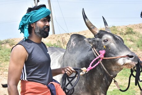 இதுவரை எவருமே கருப்பனை பிடித்ததில்லை... ஜல்லிக்கட்டில் பரிசுகளை குவித்த நடிகர் சூரியின் காளை இதுவரை எவருமே கருப்பனை பிடித்ததில்லை... ஜல்லிக்கட்டில் பரிசுகளை குவித்த நடிகர் சூரியின் காளை