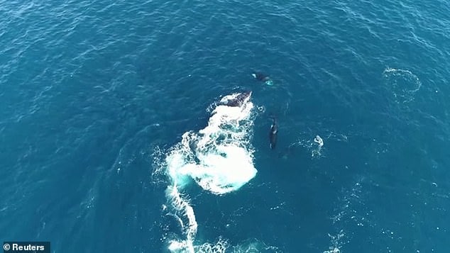 அந்நாட்டின் வடமேற்கு கடற்கரையில் Ningaloo Reef கடற்பகுதியில் மக்கள் குளித்து மகிழ்ந்துகொண்டிருந்தனர். அந்நாட்டின் வடமேற்கு கடற்கரையில் Ningaloo Reef கடற்பகுதியில் மக்கள் குளித்து மகிழ்ந்துகொண்டிருந்தனர்.