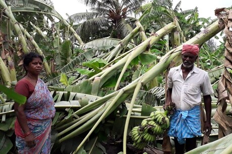 புதுவையில் சூறைக்காற்றுக்கு 50 ஏக்கர் வாழை மரங்கள் நாசம் புதுவையில் சூறைக்காற்றுக்கு 50 ஏக்கர் வாழை மரங்கள் நாசம்