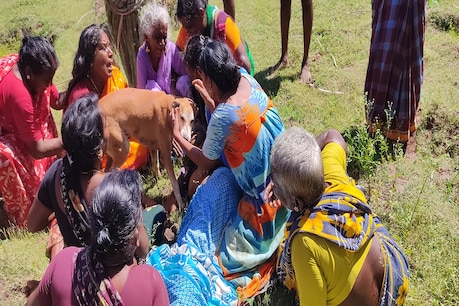 மின்சாரம் தாக்கி பசுமாடும் காப்பாற்றச் சென்ற மூதாட்டியும் உயிரிழப்பு: மற்ற பசுக்களை குரைத்து காப்பாற்றிய நாய்.. மின்சாரம் தாக்கி பசுமாடும் காப்பாற்றச் சென்ற மூதாட்டியும் உயிரிழப்பு: மற்ற பசுக்களை குரைத்து காப்பாற்றிய நாய்..