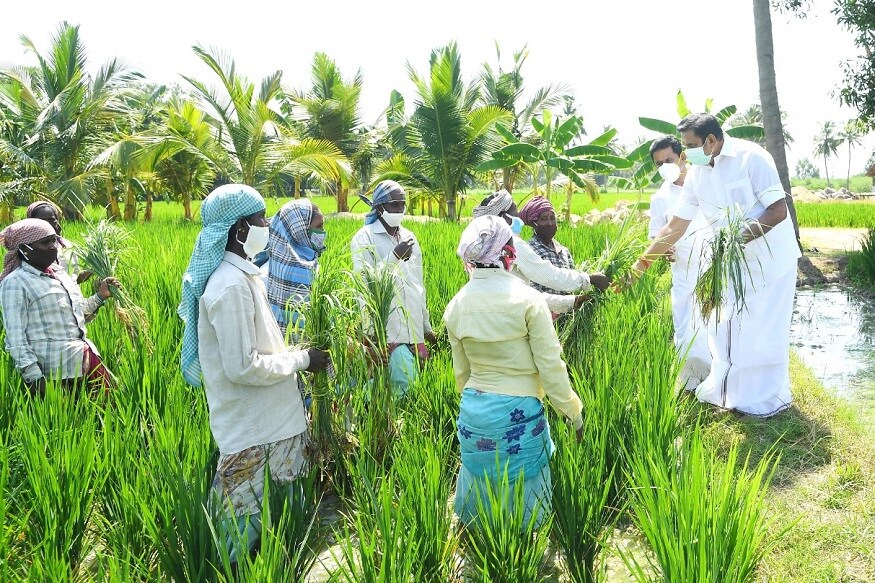 திருவாரூரில் இருந்து தஞ்சாவூர் செல்லும் வழியில் , கோயில் வெண்ணி அருகே ஆதனூர் கிராமத்தில் சாலையோர நெல், வயலில் களை பறித்துக் கொண்டிருந்த விவசாயப்பெண்களிடம் நடைபெறும் விவசாய பணிகள் குறித்து தமிழக முதல்வர் கேட்டறிந்தார். திருவாரூரில் இருந்து தஞ்சாவூர் செல்லும் வழியில் , கோயில் வெண்ணி அருகே ஆதனூர் கிராமத்தில் சாலையோர நெல், வயலில் களை பறித்துக் கொண்டிருந்த விவசாயப்பெண்களிடம் நடைபெறும் விவசாய பணிகள் குறித்து தமிழக முதல்வர் கேட்டறிந்தார்.