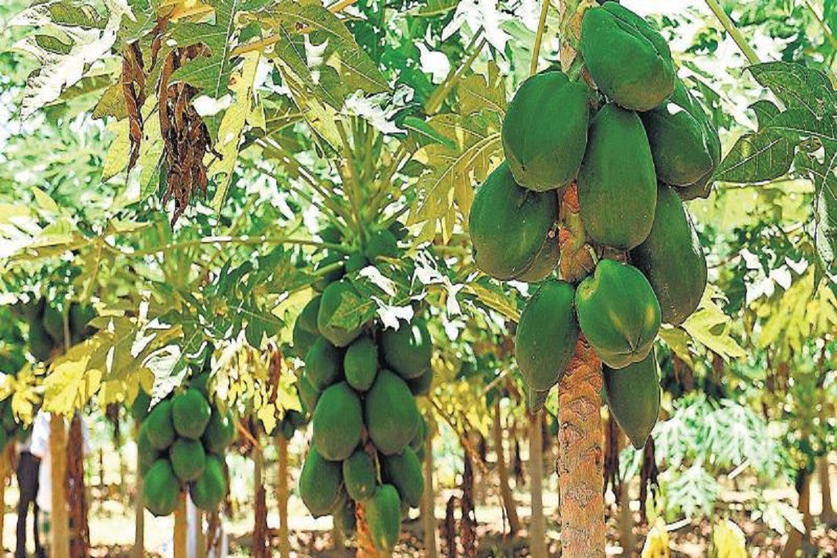  பப்பாளி இலை ஜூஸ் எப்படி போடுவது..? ஃபிரெஷ் பப்பாளி இலைகள் மற்றும் தண்ணீர் எடுத்துக்கொள்ளுங்கல். இலைகளை துண்டுகளாக நறுக்கிக்கொள்ளுங்கள். அதை மிக்ஸியில் கொஞ்சம் தண்ணீர் ஊற்றி மைய அரைத்து வடிகட்டி குடிக்கலாம். உங்களுக்கு டெங்கு போன்ற காய்ச்சல் இருப்பின் 100 ml ஜூஸை மூன்றாக பிரித்து நாளின் மூன்று வேளைகள் குடிக்கலாம். கசப்பாக இருப்பின் கொஞ்சம் உப்பு அல்லது சர்க்கரை சேர்த்துக்கொள்ளலாம்.
