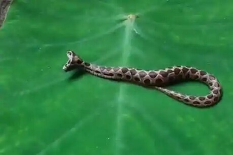 அதிபயங்கர விஷத்தன்மை கொண்ட மிகவும் அரிதான இரட்டை தலை கண்ணாடி விரியான் பாம்பு - வீடியோ அதிபயங்கர விஷத்தன்மை கொண்ட மிகவும் அரிதான இரட்டை தலை கண்ணாடி விரியான் பாம்பு - வீடியோ
