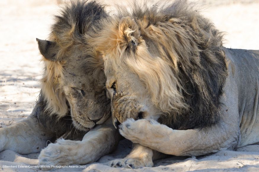 காட்டில் கூட ஒரே கிசு கிசுப்புதான்... (Image: Bernhard Esterer/Comedy Wildlife Photo Awards 2020) காட்டில் கூட ஒரே கிசு கிசுப்புதான்... (Image: Bernhard Esterer/Comedy Wildlife Photo Awards 2020)
