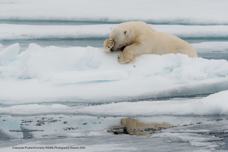 ஒரே குஷ்டமப்பா..சாரி... கஷ்டமப்பா... (Image: Jacques Poulard/Comedy Wildlife Photo Awards 2020) ஒரே குஷ்டமப்பா..சாரி... கஷ்டமப்பா... (Image: Jacques Poulard/Comedy Wildlife Photo Awards 2020)