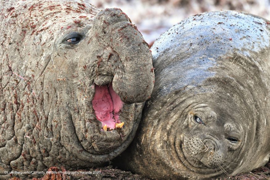நேத்தெல்லாம் ஒரே வேலை செஞ்சு களைப்பா இருக்கு.... (Image: Luis Burgue'O /Comedy Wildlife Photo Awards 2020) நேத்தெல்லாம் ஒரே வேலை செஞ்சு களைப்பா இருக்கு.... (Image: Luis Burgue'O /Comedy Wildlife Photo Awards 2020)
