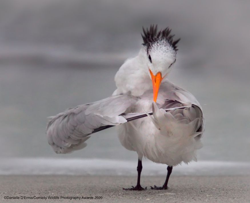 ஹாய் என் புது ஹேர் ஸ்டைல் எப்படி இருக்கு... (Image: Danielle D'Ermo/Comedy Wildlife Photo Awards 2020) ஹாய் என் புது ஹேர் ஸ்டைல் எப்படி இருக்கு... (Image: Danielle D'Ermo/Comedy Wildlife Photo Awards 2020)