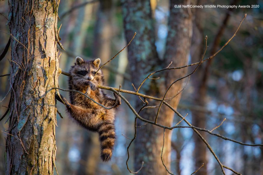 ஆஹா....இன்னா சுகம் இன்னா சுகம்...ஒரு ஆப்பிள் ஜூஸ் பிளீஸ்.... (Image: Jill Neff/Comedy Wildlife Photo Awards 2020) ஆஹா....இன்னா சுகம் இன்னா சுகம்...ஒரு ஆப்பிள் ஜூஸ் பிளீஸ்.... (Image: Jill Neff/Comedy Wildlife Photo Awards 2020)