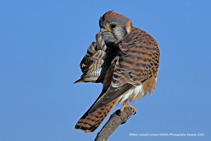 ஷ்.................யாரும் பேசாதீங்க ..நான் இன்னைக்கு மௌன விரதம் (Image: Mike Lessel/Comedy Wildlife Photo Awards 2020) ஷ்.................யாரும் பேசாதீங்க ..நான் இன்னைக்கு மௌன விரதம் (Image: Mike Lessel/Comedy Wildlife Photo Awards 2020)