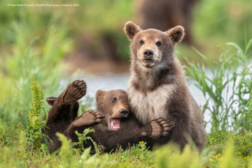 நாங்க ஒன்னு சேந்தா ஒரே குறும்புதான் போங்க....(Image: Yarin Klein/Comedy Wildlife Photo Awards 2020) நாங்க ஒன்னு சேந்தா ஒரே குறும்புதான் போங்க....(Image: Yarin Klein/Comedy Wildlife Photo Awards 2020)
