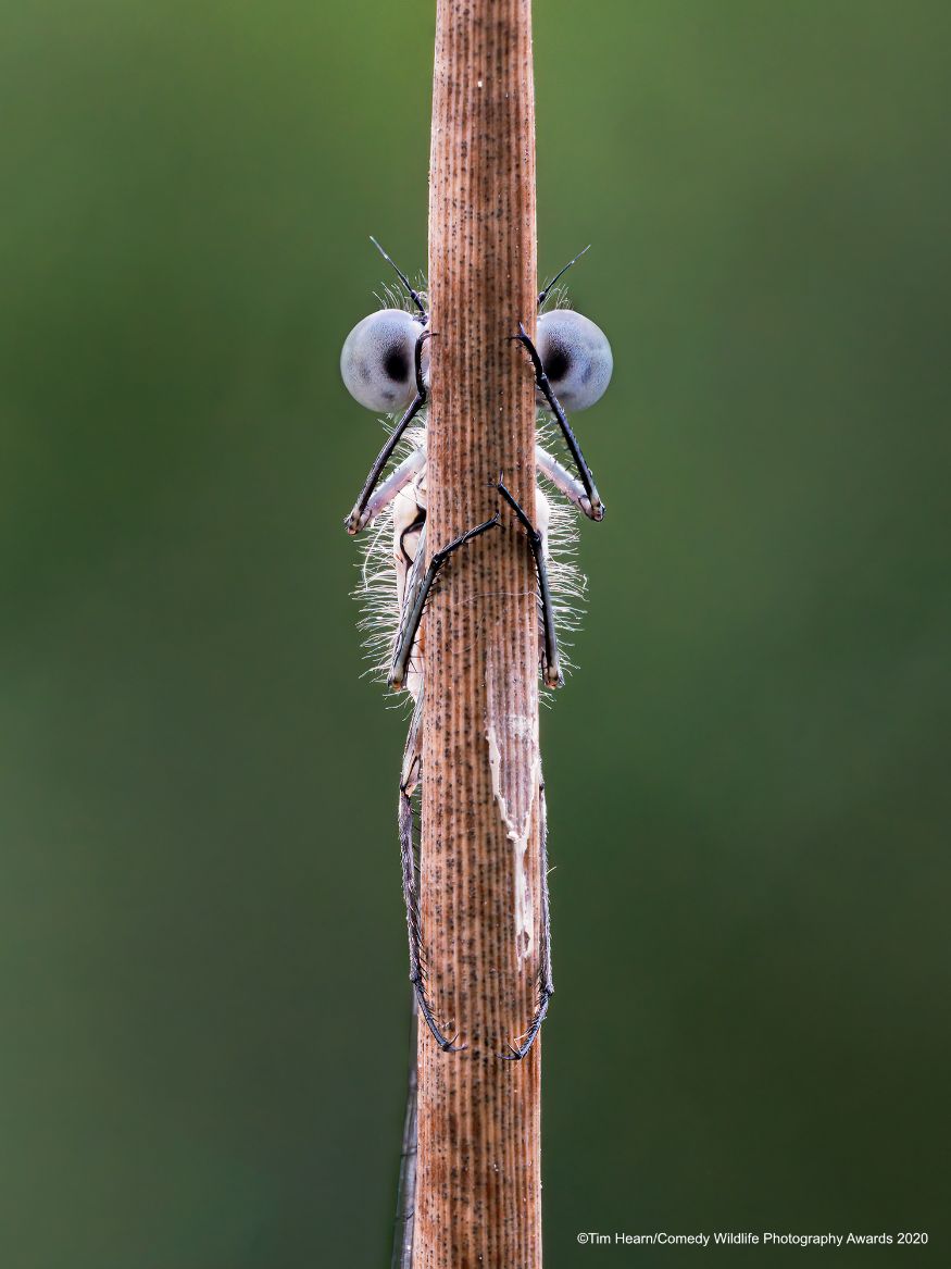 கண்ணா மூச்சு ரே ரே.... கண்டு பிடி யாரே... (Image: Tim Hearn/Comedy Wildlife Photo Awards 2020) கண்ணா மூச்சு ரே ரே.... கண்டு பிடி யாரே... (Image: Tim Hearn/Comedy Wildlife Photo Awards 2020)