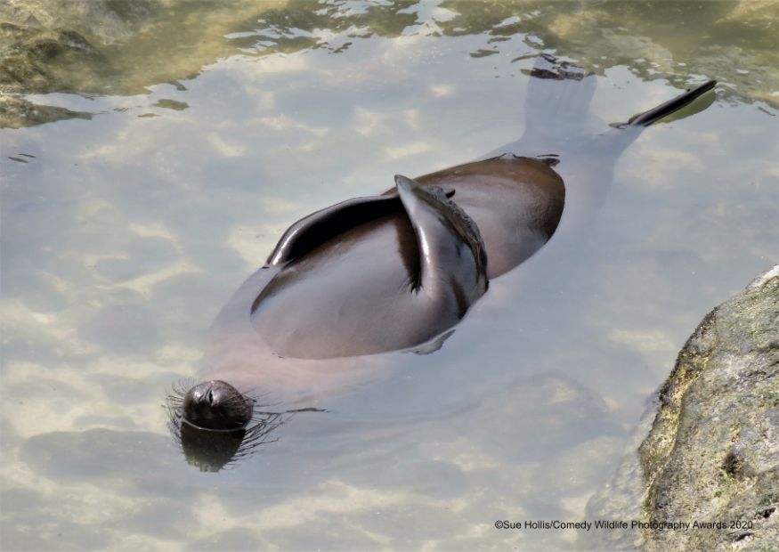 ஓ.... இதுக்கு பேரு தான் சன் பாத் ஆ,.....இதுவும் நல்லாதான் இருக்கு... (Image: Sue Hollis/Comedy Wildlife Photo Awards 2020) ஓ.... இதுக்கு பேரு தான் சன் பாத் ஆ,.....இதுவும் நல்லாதான் இருக்கு... (Image: Sue Hollis/Comedy Wildlife Photo Awards 2020)