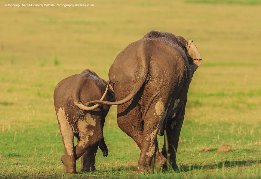கை வீசம்மா கை வீசு கடைக்கு போகலாம் கைவீசு....(Image: Jagdeep Rajput/Comedy Wildlife Photo Awards 2020) கை வீசம்மா கை வீசு கடைக்கு போகலாம் கைவீசு....(Image: Jagdeep Rajput/Comedy Wildlife Photo Awards 2020)