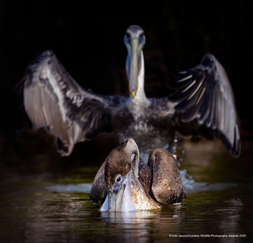 மாமாவ பாத்து வெக்கப்பட்டு தலைகுனியிரியா செல்லம்.... (Image: Vicki Jauron/Comedy Wildlife Photo Awards 2020) மாமாவ பாத்து வெக்கப்பட்டு தலைகுனியிரியா செல்லம்.... (Image: Vicki Jauron/Comedy Wildlife Photo Awards 2020)