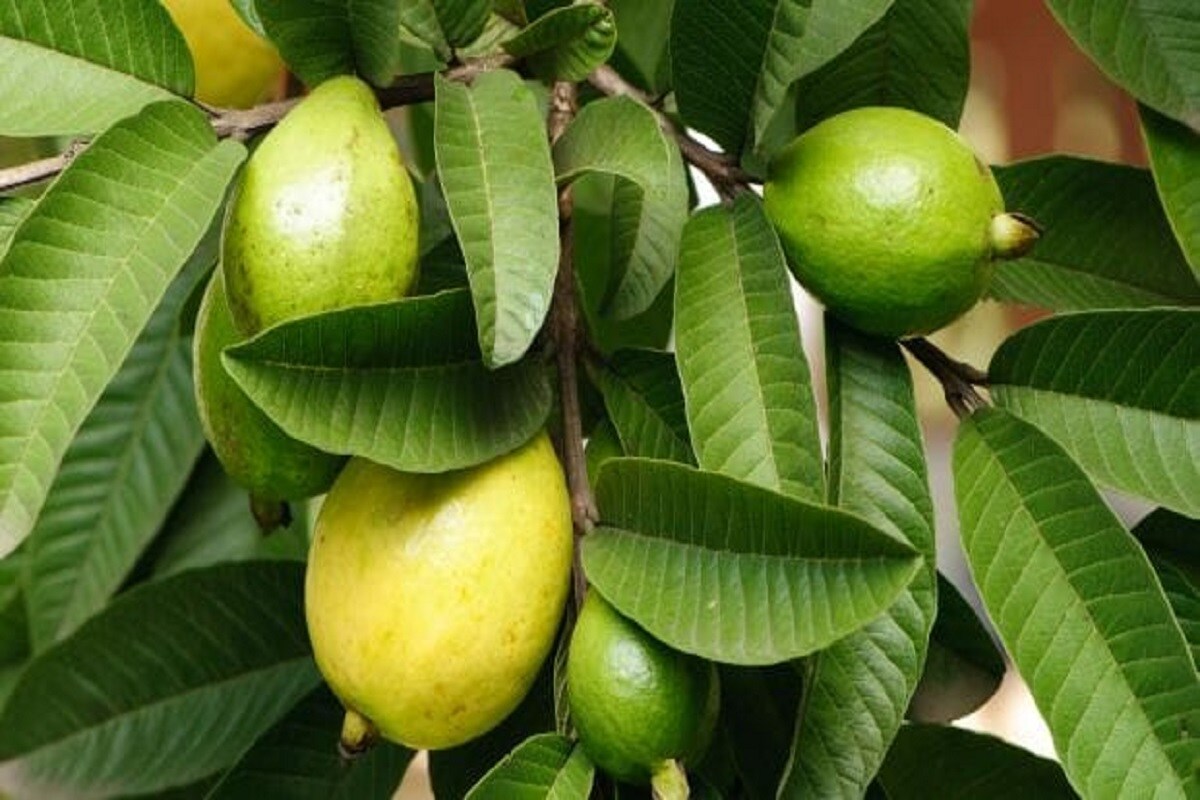 கொய்யா பழம் உடல் நலத்திற்கு பல நன்மைகளை தருகிறது எனில் அதன் இலைகள் சருமத்தைப் பாதுகாக்க பல நன்மைகளை தருகின்றன. எவ்வாறு பயன்படுத்துவது என்று பார்க்கலாம். கொய்யா பழம் உடல் நலத்திற்கு பல நன்மைகளை தருகிறது எனில் அதன் இலைகள் சருமத்தைப் பாதுகாக்க பல நன்மைகளை தருகின்றன. எவ்வாறு பயன்படுத்துவது என்று பார்க்கலாம்.