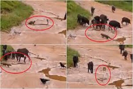 பாம்பைக் காப்பாற்ற கீரியை விரட்டியடிக்கும் பன்றிக்கூட்டம்.. வாட்சப் ஸ்டேட்டஸ்களாக வைரலாகும் வீடியோ... பாம்பைக் காப்பாற்ற கீரியை விரட்டியடிக்கும் பன்றிக்கூட்டம்.. வாட்சப் ஸ்டேட்டஸ்களாக வைரலாகும் வீடியோ...