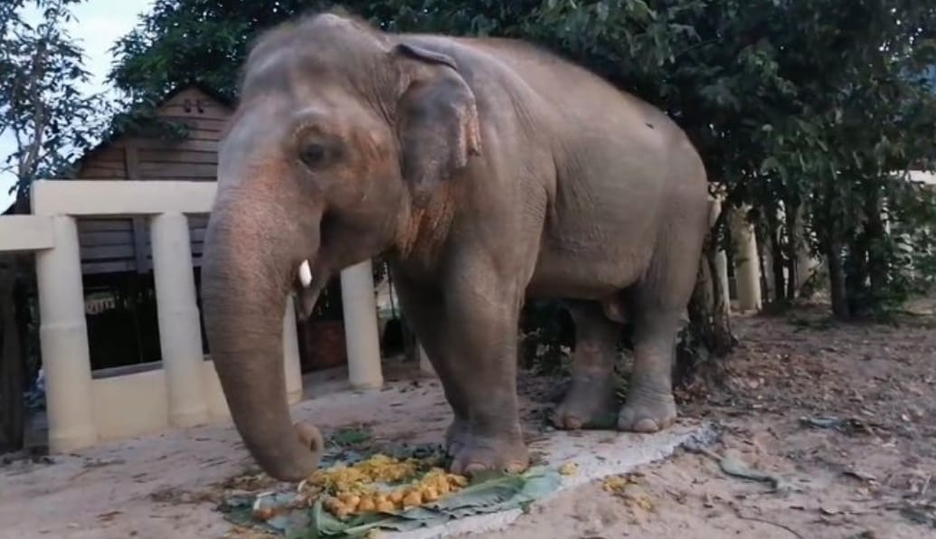 கடந்த 2012-ஆம் ஆண்டு காவனுக்கு துணையாக இருந்த, பெண் யானை சாஹேலி உடல்நலக்குறைவால் உயிரிழந்தபின், கடந்த 8 ஆண்டுகளாக காவன் மிகுந்த துயரத்தில் இருந்தது. கடந்த 2012-ஆம் ஆண்டு காவனுக்கு துணையாக இருந்த, பெண் யானை சாஹேலி உடல்நலக்குறைவால் உயிரிழந்தபின், கடந்த 8 ஆண்டுகளாக காவன் மிகுந்த துயரத்தில் இருந்தது.